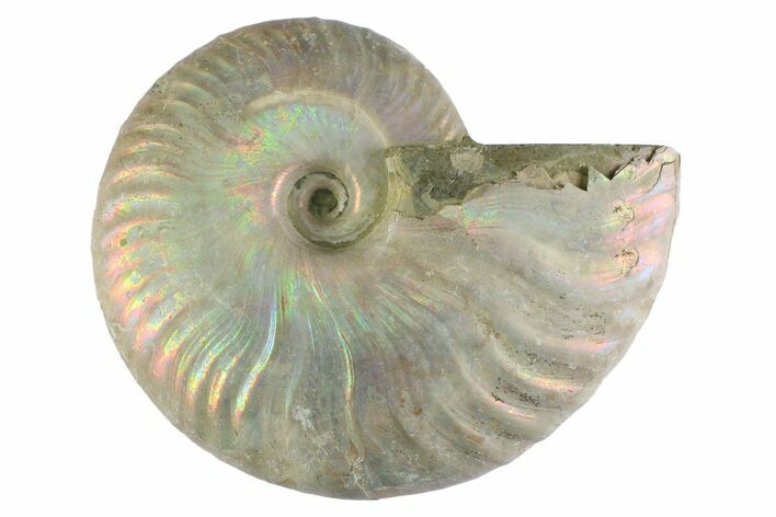 Silver Iridescent Ammonite (Cleoniceras) Fossil - Madagascar #346736
